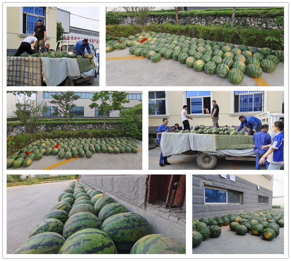 萬斤西瓜齊登場，清涼一夏真是爽！——章丘豐源機(jī)械為員工送清涼啦！